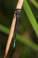 Austrocoenagrion lyelli
