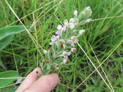 Brachycorythis pubescens