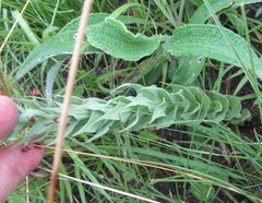 Brachycorythis pubescens