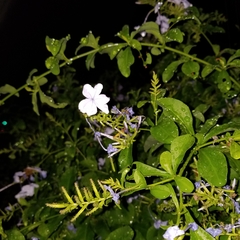 Plumbago auriculata