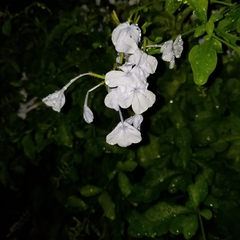 Plumbago auriculata