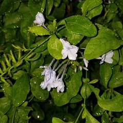 Plumbago auriculata