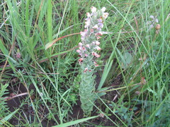 Brachycorythis pubescens