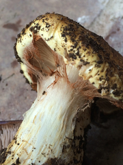 Cortinarius ponderosus