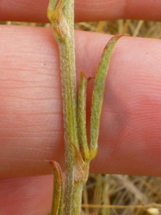 Psoralea uncinata
