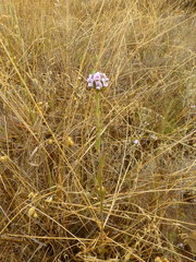 Psoralea uncinata