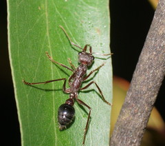 Myrmecia forficata