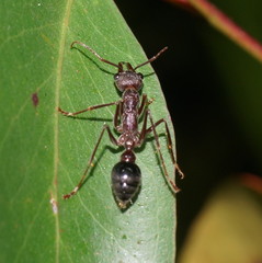 Myrmecia forficata