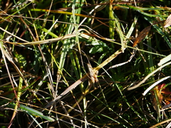 Pseudochorthippus montanus