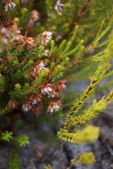Erica interrupta
