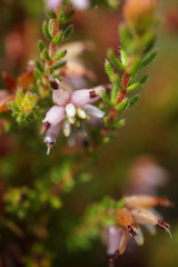 Erica interrupta