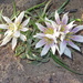 Colchicum europaeum - Photo (c) Mireia Tbt, some rights reserved (CC BY-SA), uploaded by Mireia Tbt