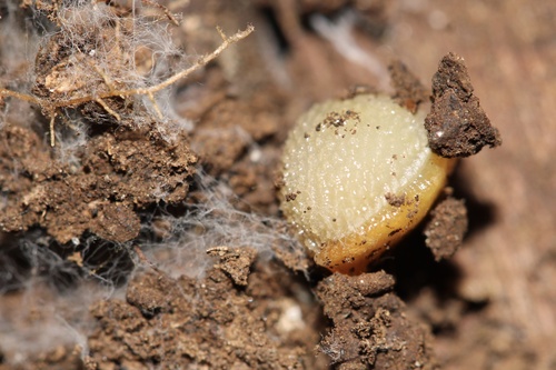 Arion intermedius observed 2023-06-14