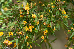 Bossiaea linophylla