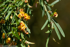 Bossiaea linophylla