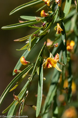 Bossiaea linophylla