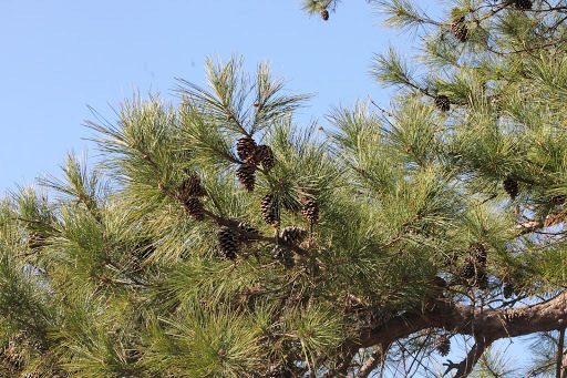 Pinus echinata