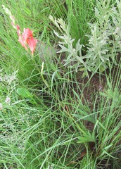 Tritonia disticha