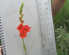 Tritonia disticha