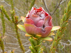 Leucadendron thymifolium