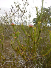 Leucadendron thymifolium
