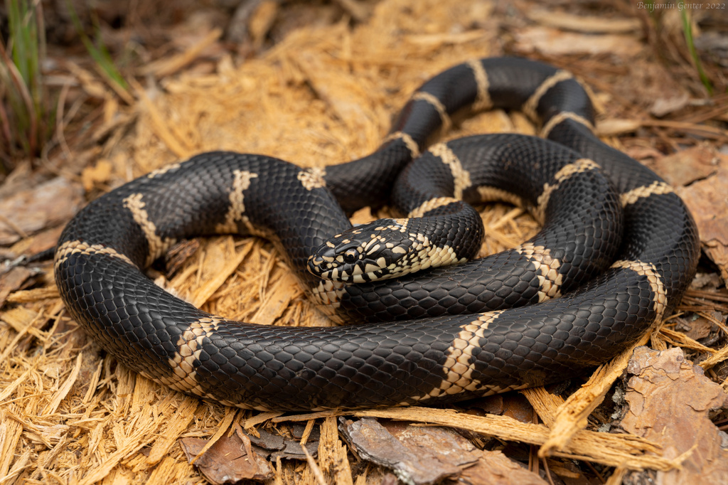 Common Kingsnake