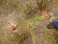 Leucadendron thymifolium