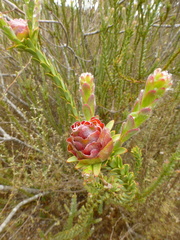Leucadendron thymifolium