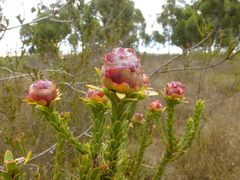 Leucadendron thymifolium