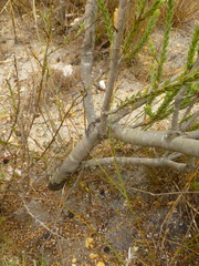 Leucadendron thymifolium