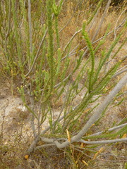 Leucadendron thymifolium