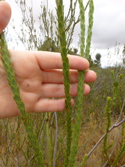 Leucadendron thymifolium