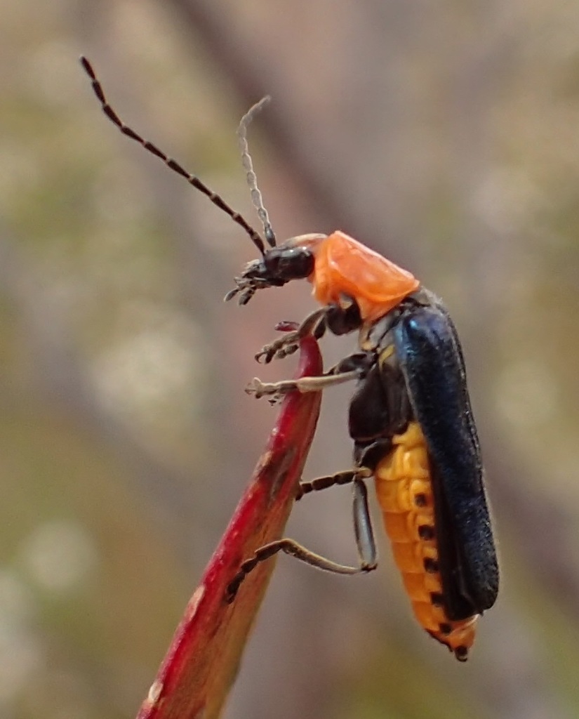 Tricolor Soldier Beetle
