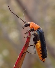 Tricolor Soldier Beetle