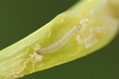 Acrolepiopsis assectella