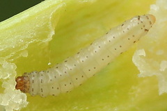 Acrolepiopsis assectella