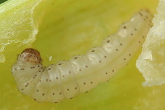 Acrolepiopsis assectella