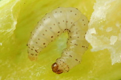Acrolepiopsis assectella