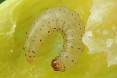 Acrolepiopsis assectella