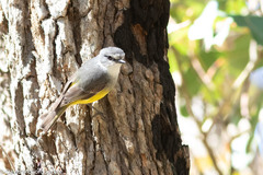 Eopsaltria griseogularis