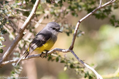 Eopsaltria griseogularis