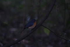 Cyornis tickelliae