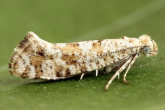 Digitivalva reticulella