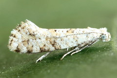 Digitivalva reticulella