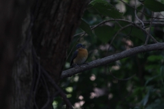 Cyornis tickelliae