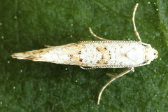 Digitivalva reticulella