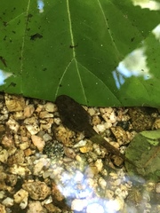 Pseudacris hypochondriaca