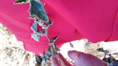 Sphaeralcea bonariensis