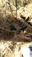 Sphaeralcea bonariensis