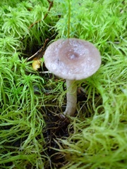 Lactarius uvidus